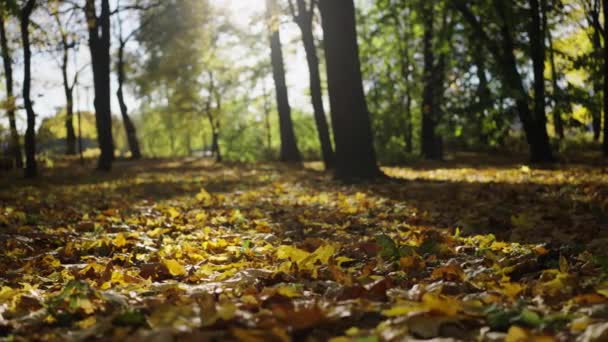 Slider Shot Autumn City Park Sunny Weather Yellow Leaves Cover — стоковое видео