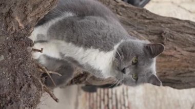 Gri yeşil gözlü sokak kedisi bir ağaca oturur ve kulaklarını oynatır. Evsiz hayvan, şehir parkında terk edilmiş tüylü hayvan, hayvan koruması. Dikey video