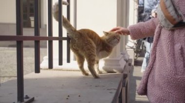 Pembe paltolu bir kadın, şehir caddesinde yürürken üç bacaklı evsiz bir zencefili kediyi okşadı. Evsiz hayvanlara bakmak ve beslemek..
