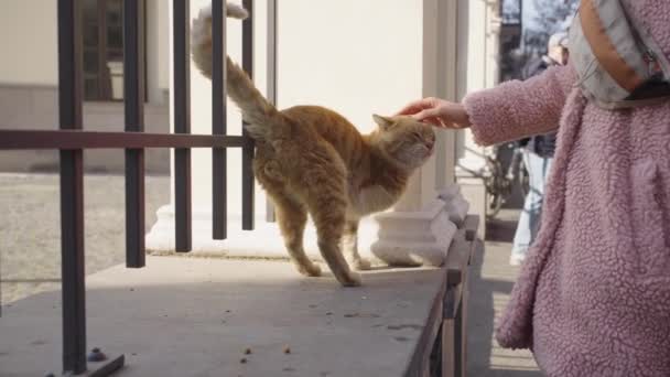 งสวมเส อโค ชมพ งหวะแมวข งไร านสามขาบนถนนในเม องในระหว างการเด นเล การให — วีดีโอสต็อก
