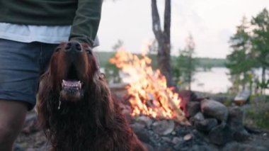 İnsan, doğa yürüyüşünde büyük kırmızı bir İrlandalı köpeğini bir kamp ateşinin arka planına doğru okşar.