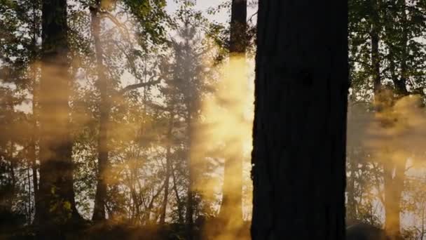太陽の光が木々の枝を通過し 森の中の夜明けに火災から煙 湖の夜明けに霧 夏の雰囲気 — ストック動画