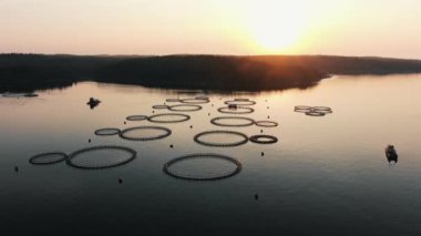 Gün doğumunda gölün ortasındaki bir balık çiftliğinin havadan görüntüsü. Alabalık çiftliği, aç balıklar sudan atlıyor..