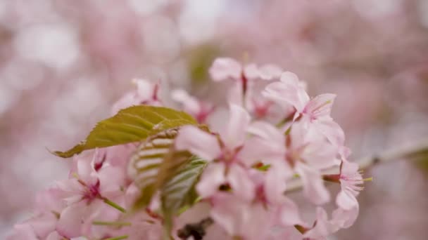 Rama Flores Cerezo Con Muchas Flores Rosadas Balancea Lentamente Viento — Vídeos de Stock