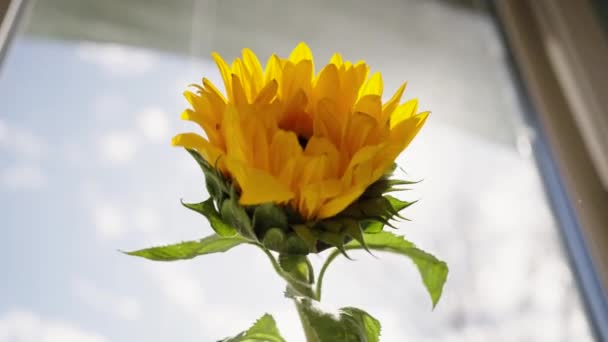 Яскраво Жовта Квітка Сонця Стоїть Підвіконні Променях Весняного Сонця — стокове відео