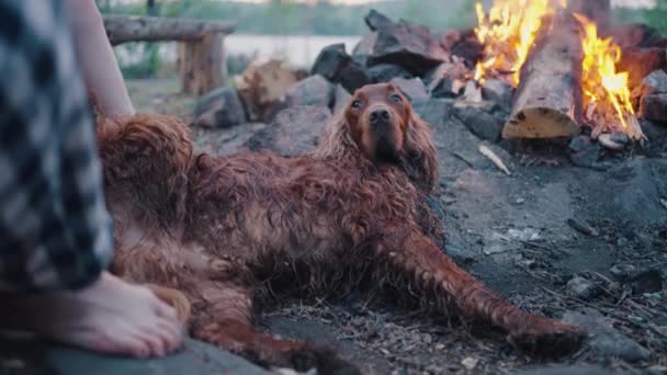 飼育された足で火のそばで休んでいるアイルランドの赤いセッターペットのラウンジ 所有者は大きな赤い長い髪の犬の足を通過し 湖によって自然の中で家族のピクニック — ストック動画