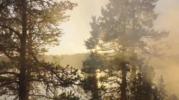 湖の近くの北の島の木々の間の火から霧や煙を突破太陽の黄金の光線 自然の夜明け霧煙火災 — ストック動画