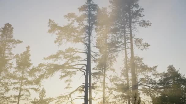 Sonnenstrahlen Scheinen Durch Den Dampf Der Morgendämmerung Unter Kiefern Nebel — Stockvideo