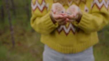 Sıcak kazaklı genç yürüyüşçü ellerinde yaban mersini topluyor. Bulutlu bir günde, kadın ormanın arka planında bulanık duruyor.