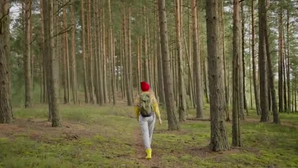 Sırt Çantalı Genç Yürüyüşçü Uzun Ağaçların Arasında Yol Boyunca Ormanı — Stok video