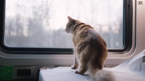 Rudy Kot Jedzie Wagonie Przedziału Kolejowego Wygląda Przez Okno Podróżowanie — Wideo stockowe