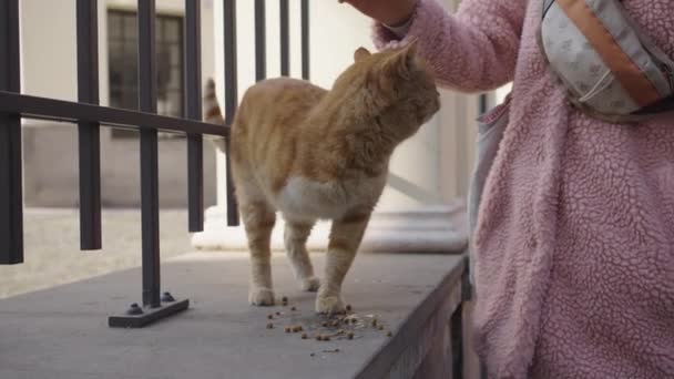 ホームレスの動物を助ける 3本足の猫は路上で乾燥食品を食べる ピンクの毛皮のコートの若い女性は 生姜の無効猫をストロークします 良い心と思いやり — ストック動画