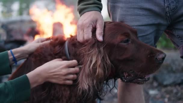 犬の所有者は 耳を引っ掻いて 頭の上にペットを撫でる大きなアイルランドの赤いセッターです 動物は ピクニックやキャンプのクローズアップでのキャンプファイヤーの背景に世話をされて楽しんでいます — ストック動画