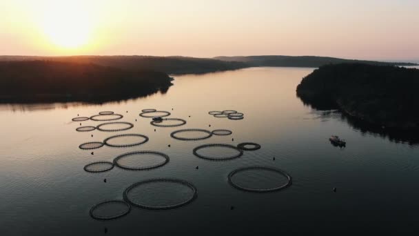 Luftaufnahme Einer Fischzucht See Morgengrauen Große Kreise Auf Der Wasseroberfläche — Stockvideo