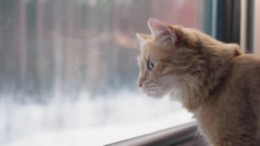 Kızıl kedi, bir kompartımanda masanın üzerinde dururken pencereden dışarı bakar, tren yüksek hızla yaklaşır. Bir evcil hayvanla seyahat etmek.