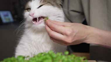 Komik beyaz kedi mutfaktaki sandalyede otururken sahibinin elinden mikro yeşillikler yiyor. Meraklı hayvan yeşil bir yaprağı kemirir, tadı....