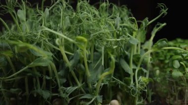 Esmer arka planda plastik kaplarda bezelye ve yonca filizleri. Vitaminler için taze filizlenmiş sebzeler ve tabağa eklemeler. Tohumlar büyüyor..