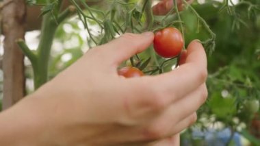 Kadınlar yakın plandaki bir seranın dalından olgun bir vişne domatesi koparır. Organik vejetaryen yemekleri, ev çiftliği..