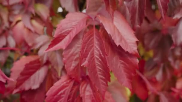 Czerwone Liście Ozdobnych Winogron Kołysać Wiatr Zbliżenie Jesienny Krajobraz Roślina — Wideo stockowe
