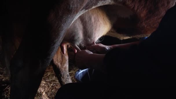 ミルクマイドは暗い納屋で牛を搾乳し 家庭内で家畜を世話する 女性が屋台の干し草を背景に ドーダーとミルクに触れる — ストック動画