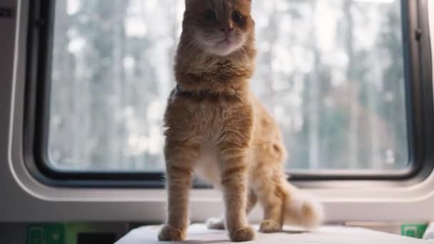 Zaskoczony Rudy Kot Jeździ Pociągiem Wagonie Przedziału Rozgląda Się Tle — Wideo stockowe