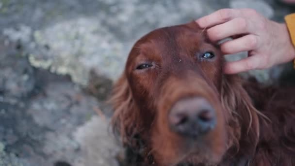 Mens Streelt Krabt Het Hoofd Van Een Grote Rode Hond — Stockvideo