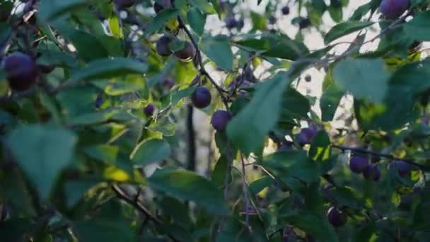 太陽の光は ブラックソーンの枝を突破し 熟したプラムは 生態園 クローズアップカメラの動きで緑の葉を持つ木にかかっている — ストック動画