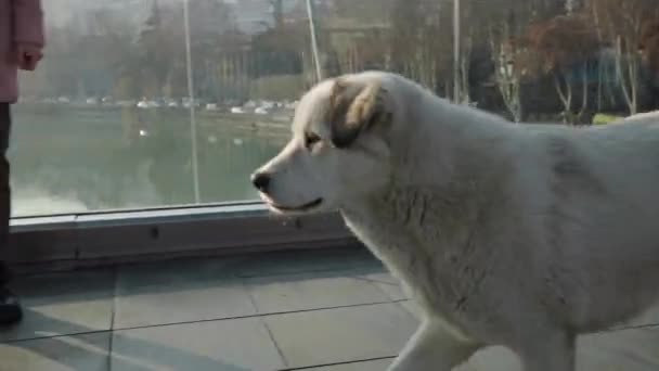 Большая Бродячая Собака Проходит Через Мост Мира Морозный День Рассвете — стоковое видео