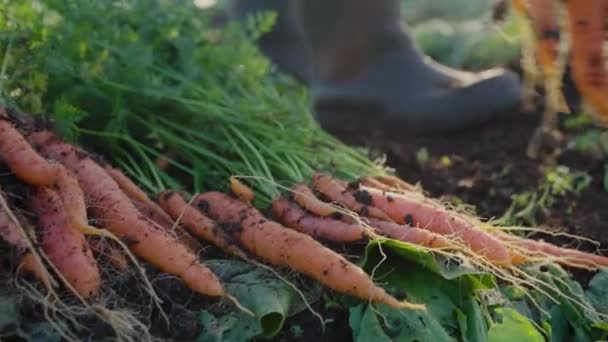 Фермер Кладет Свежевырытую Морковь Верхушками Земле Закате Садовник Резиновых Сапогах — стоковое видео