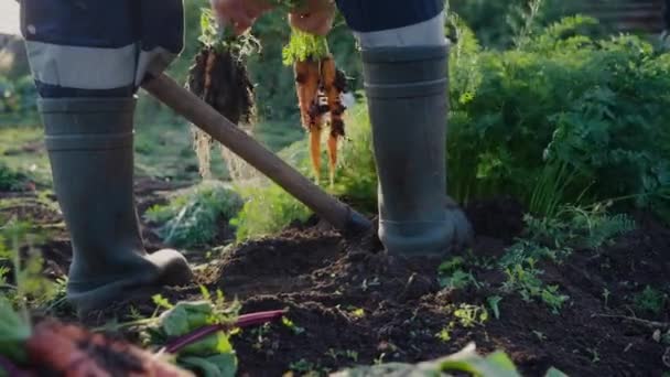 穿着橡胶靴的农民妇女用铲子挖出顶部的胡萝卜 秋天收获 园丁在日落时把一束新鲜采摘的有机胡萝卜放进去 — 图库视频影像