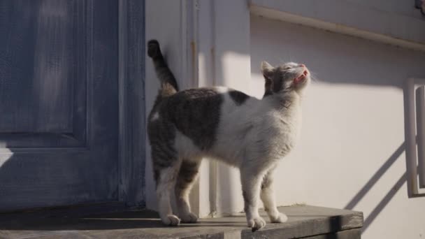 Πεινασμένη Λεπτή Γάτα Στέκεται Στο Κατώφλι Του Σπιτιού Στο Δρόμο — Αρχείο Βίντεο