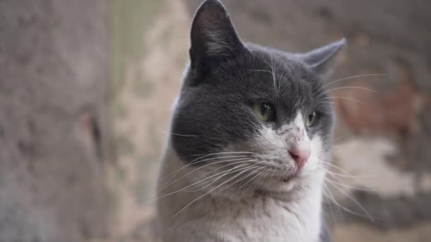 古い肌の白い灰色の通り野良猫の周りに見える クローズアップ肖像画 — ストック動画