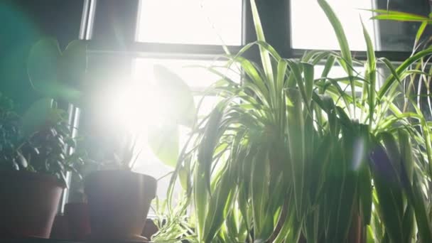 窗台上的盆栽中的绿色室内植物全景 靠窗和明亮的太阳光 — 图库视频影像