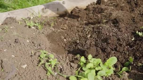 Agricultor Desenterra Uma Cama Jardim Prepara Solo Para Plantio Mudas — Vídeo de Stock