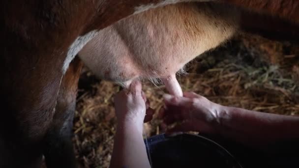 Anciana Agricultora Ordeña Una Vaca Cerca Las Manos Agricultura Leche — Vídeos de Stock