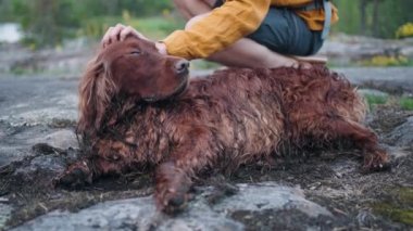 Büyük İrlandalı Kızıl Yerleşimci dinlenmenin keyfini çıkarıyor ve yerde yatarken sarı kazaklı bir adam hoşnut kahverengi bir köpeği okşuyor. Aile tatili yazın açık havada.