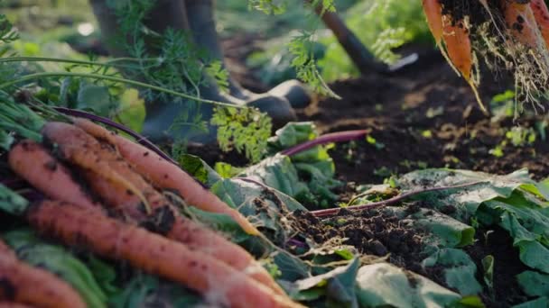 Farmer Rubber Boots Harvests Crop Digs Carrot Garden Bed Shovel — Stock Video