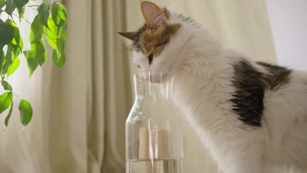Zabawny Domowy Kot Próbuje Pić Wodę Szklanego Dzbanka Domu Pobliżu — Wideo stockowe