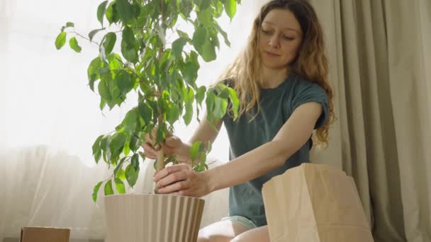 Woman Puts Earth Her Hands Pot Ficus Benjamin Home Housewife — Stock Video
