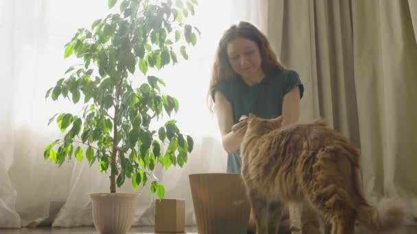 맨손으로 피쿠스 벤저민 식물을 이식하기 위하여 화분에 양지바른 마루에 고양이 — 비디오