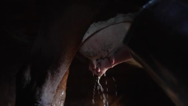 徹底したミルクマイドは牛を水で洗い 牛を搾乳した後に衛生的な手順を実行します 農家は納屋で動物の乳首を処理します 牛乳のリスクを減らす — ストック動画