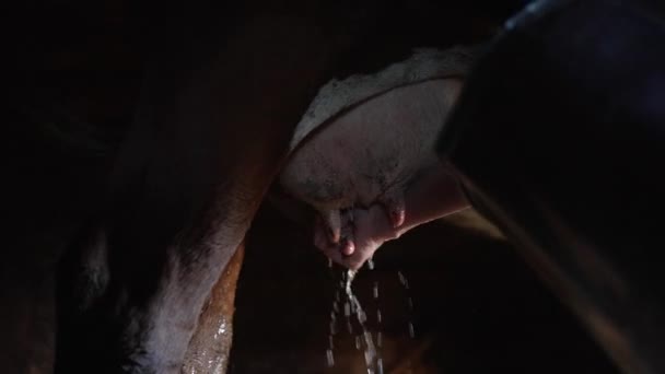 Una Lattaia Scrupolosa Lava Mammella Dei Bovini Con Acqua Una — Video Stock