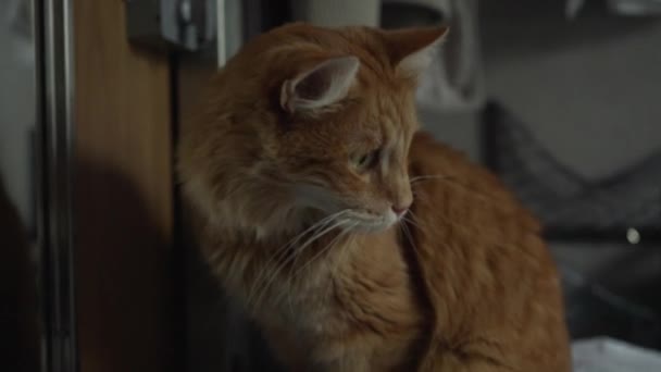 Ginger Kočka Cestuje Kupé Vozu Zájmem Dívá Zrcadla Cestování Domácím — Stock video