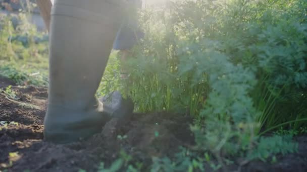 Agricoltore Stivali Gomma Scava Carote Fresche Con Cime Letto Terra — Video Stock