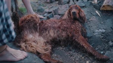 Sahibi köpeği çıplak ayakla tırmalıyor. Pençesine beşlik çakıyor. Açık havada aile eğlencesi. Islak köpek yorgun ve rahat yatar. Pençeleri açıktır, göbeğini gösterir.