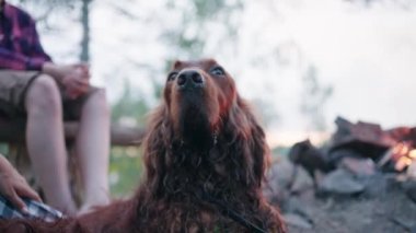 Büyük köpek bir piknikte kamp ateşinin yanında oturuyor, evcil hayvan yere düşüyor, kadın patisini tokatlıyor ve İrlanda kızıl seterinin yuvarlanmış yününü veya pisliğini temizliyor, sıcak aile akşamları