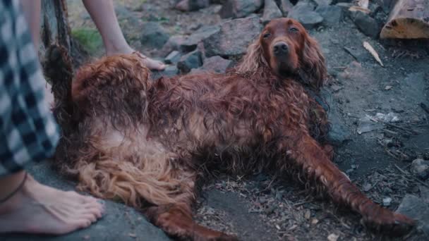 Власник Подряпає Собаку Голими Ногами Дає Високі Ять Лап Сімейний — стокове відео