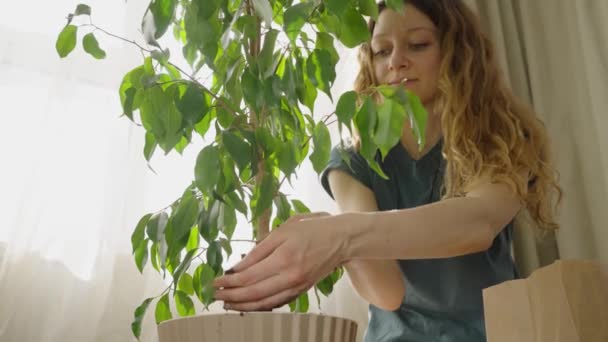 Femme Verse Soigneusement Terre Dans Pot Avec Ses Mains Nues — Video