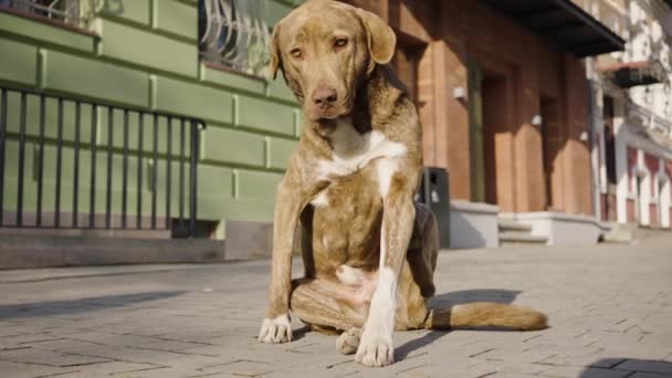 在阳光温暖的日子里 无家可归的流浪狗在人行道上挠痒痒 在街上的动物耳朵上挂着一个标签 — 图库视频影像
