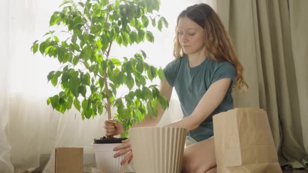 在阳光明媚的一天 年轻的女人坐在房子的地板上和房间里 把一个家庭植物移植到一个大锅里 女孩拿出一大丛带着泥土的菲力斯 把它移到了一个 — 图库视频影像